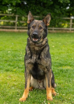 flex - German Shepherd Trained Protection Dog